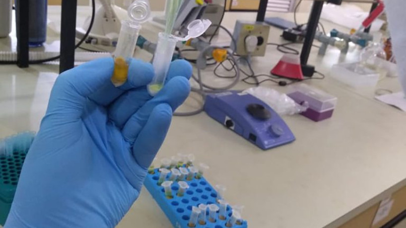 "Inovações em Biofertilizantes e Biodefensivos: Brasil e EUA Lideram Patentes em Tecnologias Agrícolas Verdes"