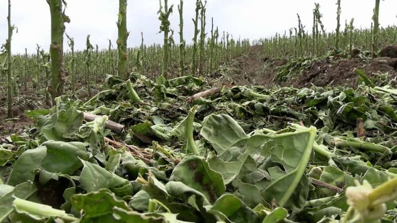 Seguro Rural com Desconto de Juros no Crédito Agrícola: Governo Debate Orçamento, CAR e o Projeto 2.951/2024