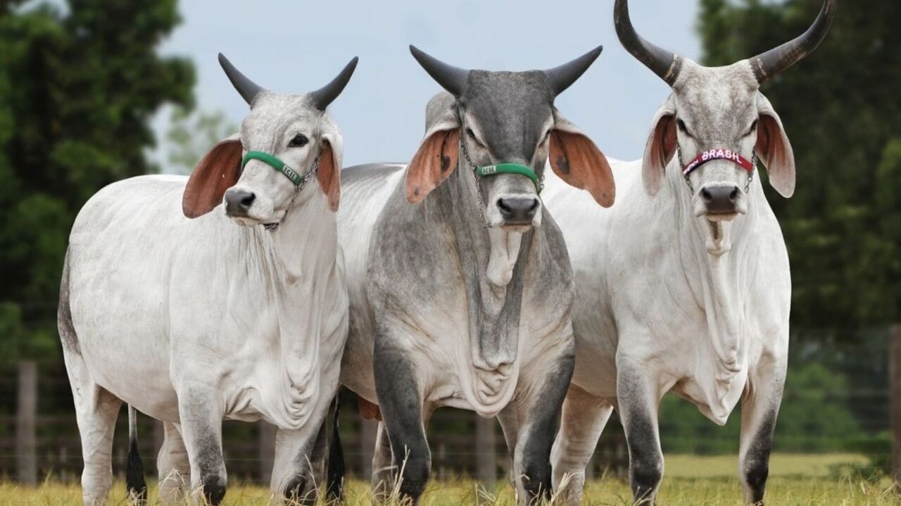 "Expansão da Pecuária Sustentável em MS: Crescimento de 12% no Abate de Gado Orgânico"