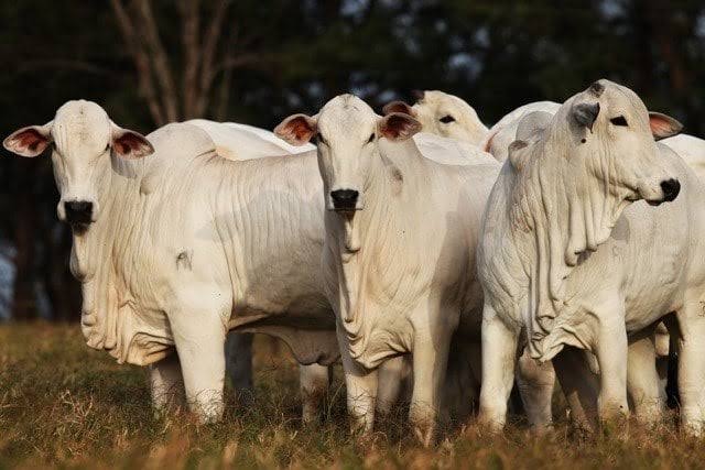 Mercado do boi gordo em Feira de Santana mantém arroba a R$ 330; perspectivas de valorização