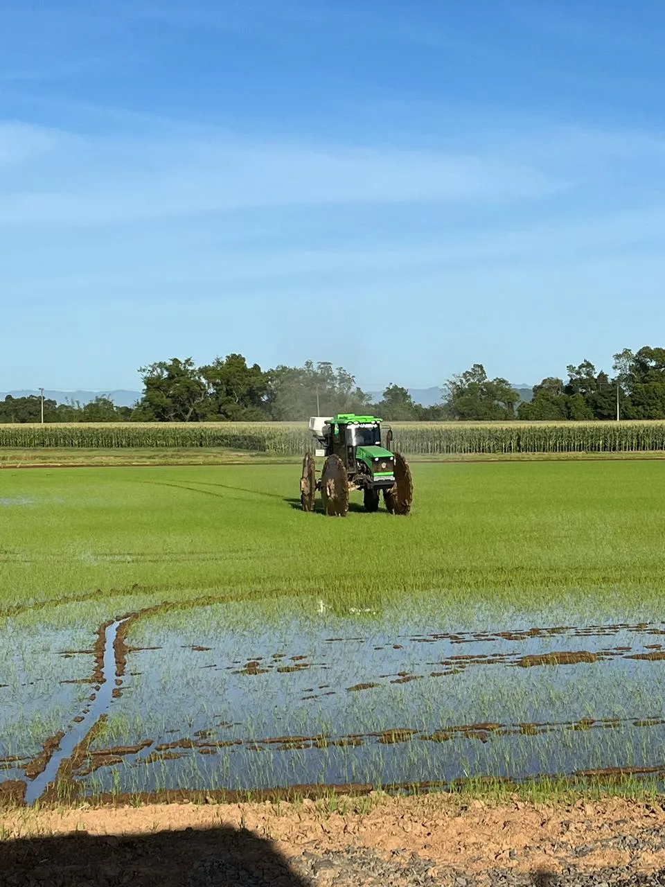 Produção de arroz em casca deve cair 11,3% na safra 2026, estima IBGE