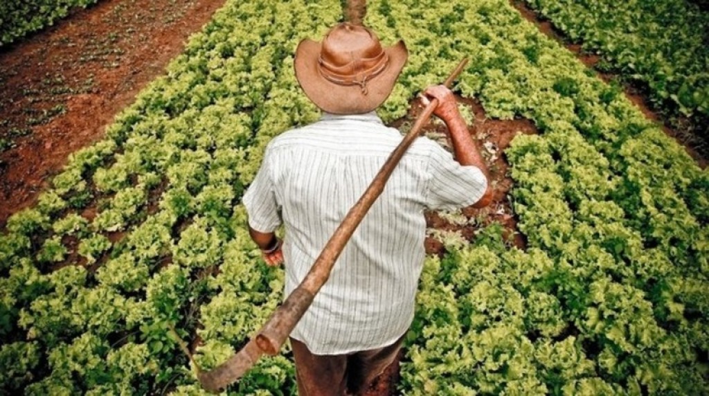 Nova Lei do Trabalho Rural avança no Senado: contratos de safra e jornadas de trabalho no agronegócio