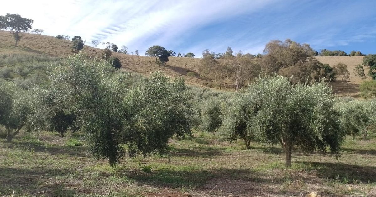 Azeite Alto da Serra Blend, de Cristina (Sul de Minas), conquista Medalha de Ouro no Evo IOOC 2026