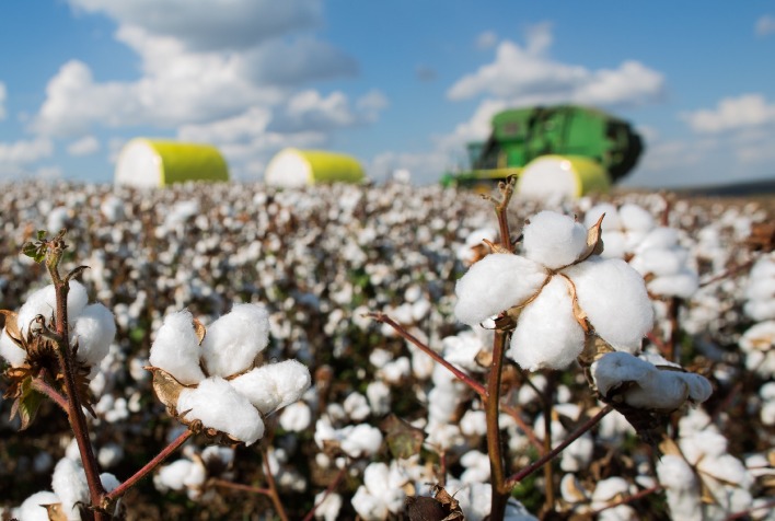 "Projeção de Produção de Algodão no Brasil Mantém Estabilidade: Redução de Área Cultivada e Líder Mundial em Exportações"