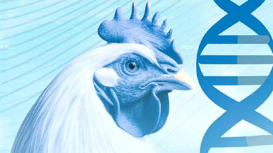 Dabaco lança frango J No. 1 com BLUP e RFI: maior ganho de peso, menor consumo de ração e biossegurança