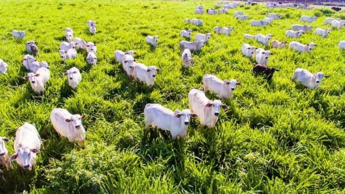 Pará expande fronteira agrícola rumo aos portos do Arco Norte: agropecuária sustentável, rastreabilidade de bovinos e conservação ambiental