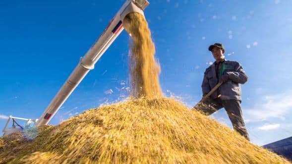 Vietnã, o terceiro maior exportador de arroz do mundo, mira exportar milhões de toneladas em 2026 para três mercados