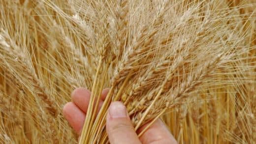 Trigo no Brasil: safra com área plantada menor, produção em queda e custos em alta; importações sobem e El Niño preocupa produtores