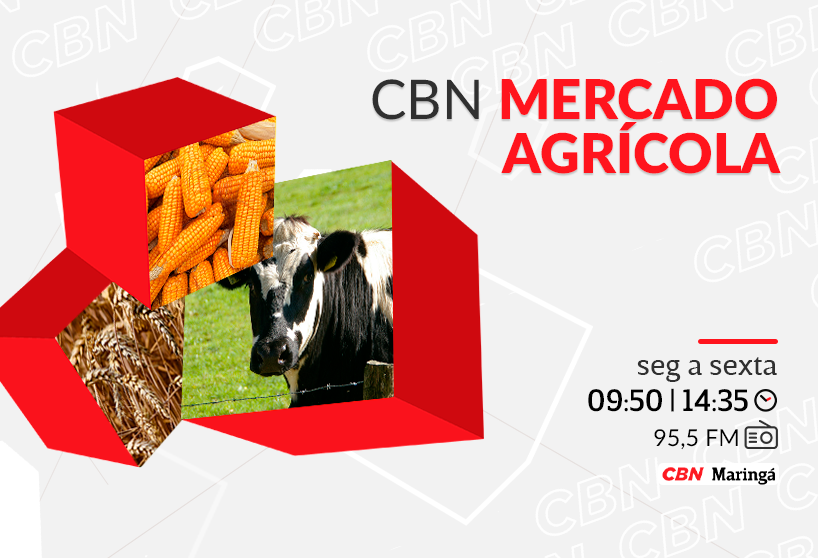 "Cotações Agrícolas em Maringá: Soja, Trigo e Café com Valores Atualizados para Janeiro 2026"