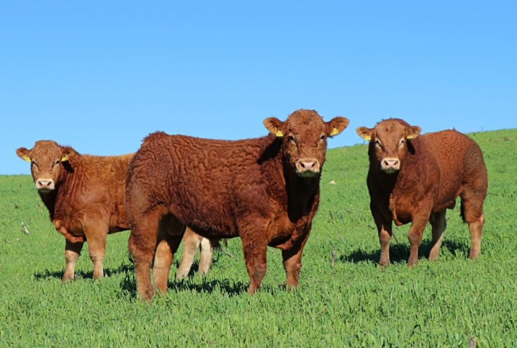 Inclusão da Raça Limousin no Herd-Book: Fortalecimento e Inovação Genética na Pecuária Brasileira