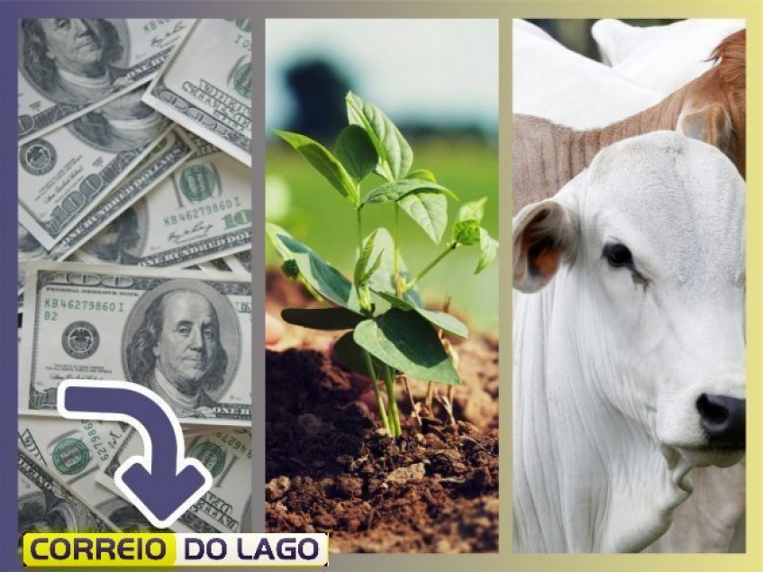 "Dólar Estável e Preços Atualizados de Soja, Milho e Arroba do Boi no Paraná - Confira Agora!"