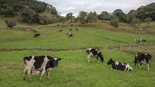 Sanidade animal é compromisso inegociável do Fundesa-RS