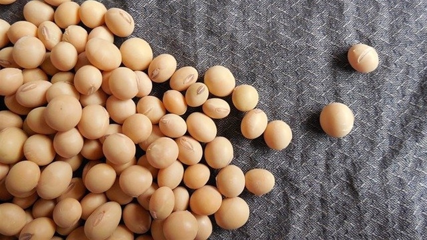"Chuvas Abaixo da Média Favorecem Colheita de Soja e Preparam Terreno para Safra de Milho em Mato Grosso"