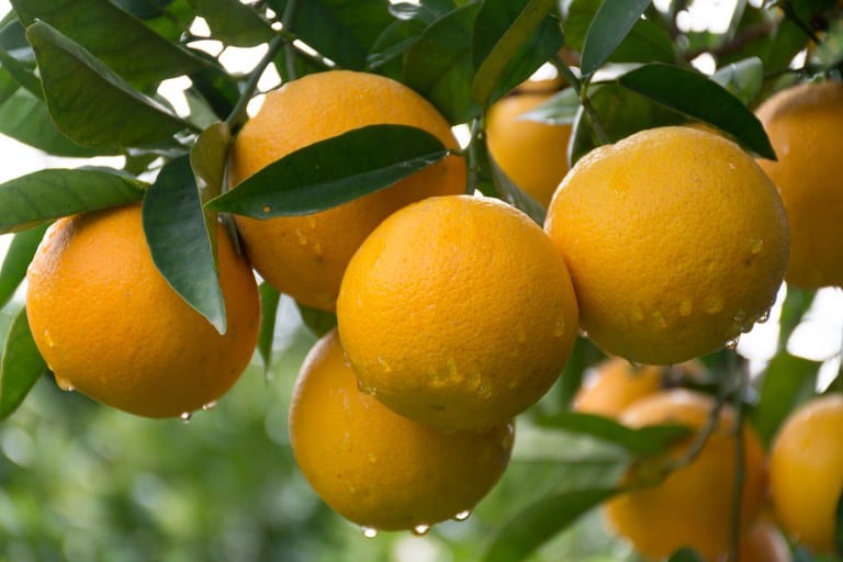 Clima Ameaça Safra de Cítricos 2026/27: Impactos na Produção e Preços da Laranja