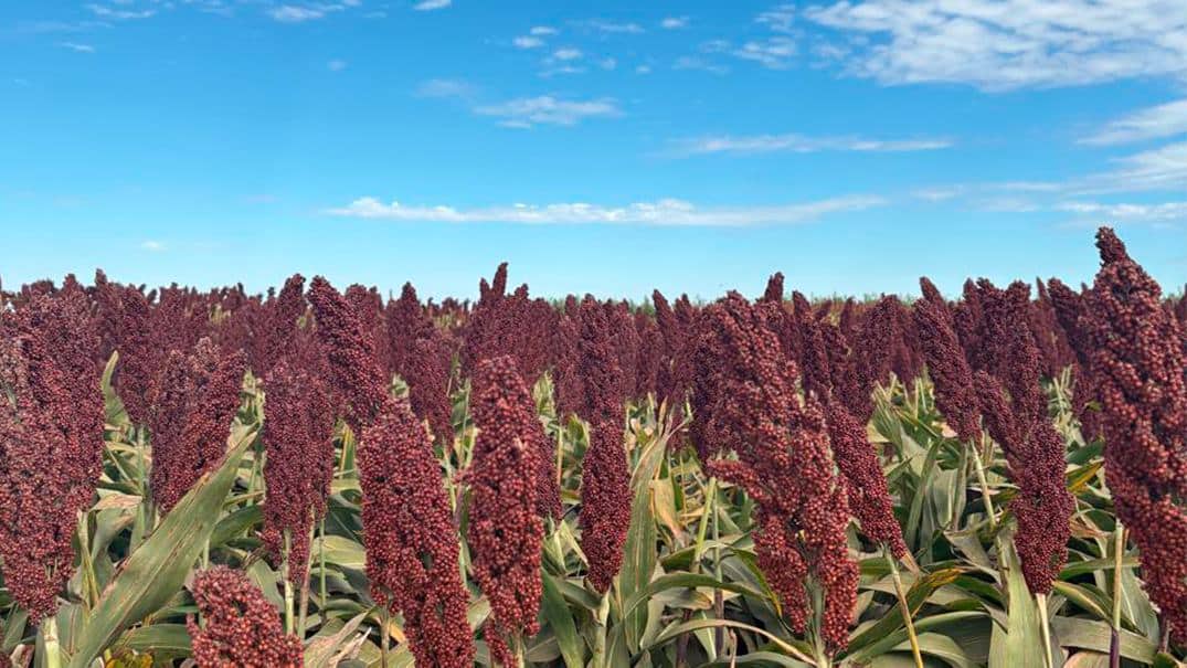 Sorgo cresce e vira aposta forte no campo