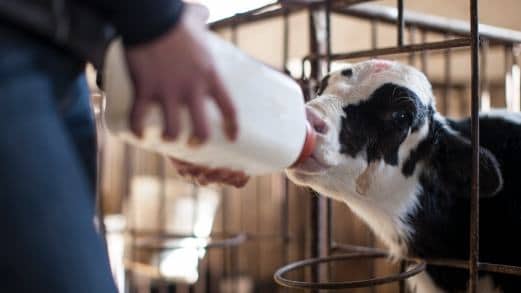 Cria e recria definem o futuro produtivo das fazendas leiteiras