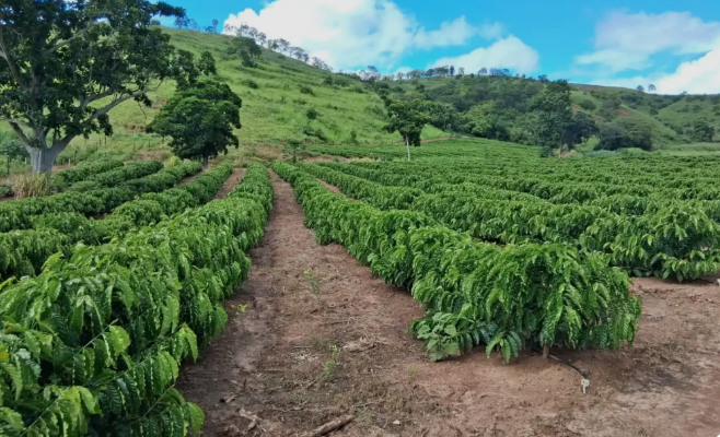 Conilon em Minas Gerais: expansão da cafeicultura robusta impulsionada pela demanda por café solúvel
