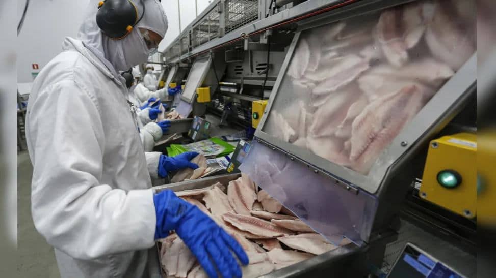 Nova unidade de beneficiamento de pescados em Domingos Martins impulsiona a tilápia capixaba e a piscicultura familiar no Espírito Santo
