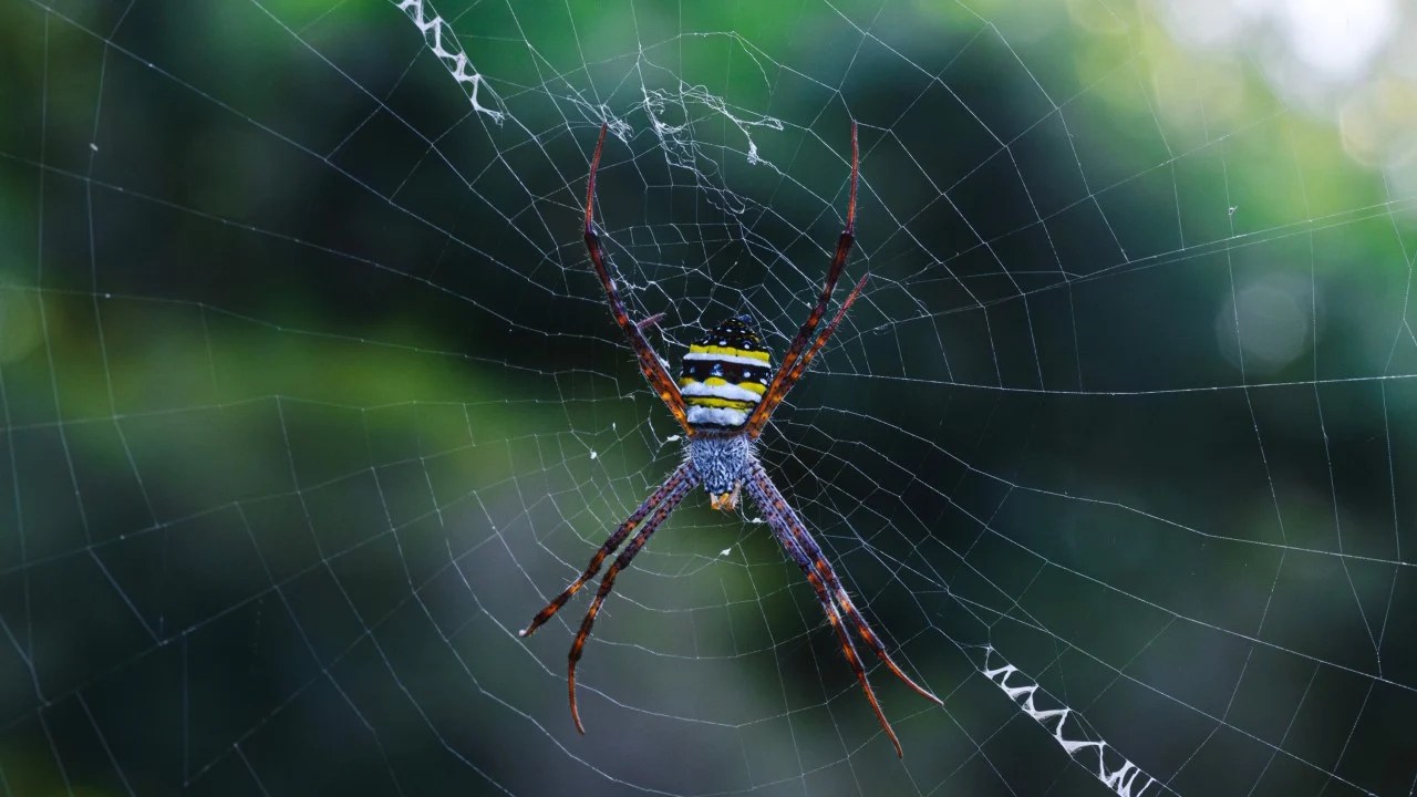 Biopolímero de milho inspirado na seda de aranha pode substituir plásticos fósseis