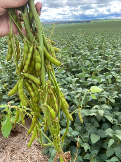 BRS 579: nova soja STS com sanidade superior e resistência a nematoides em Mato Grosso