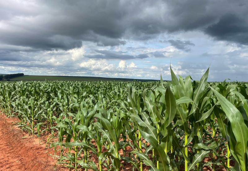 Milho segunda safra 2025/2026 em Mato Grosso do Sul: produção prevista de 11,1 milhões de toneladas com alerta de estiagem e geadas