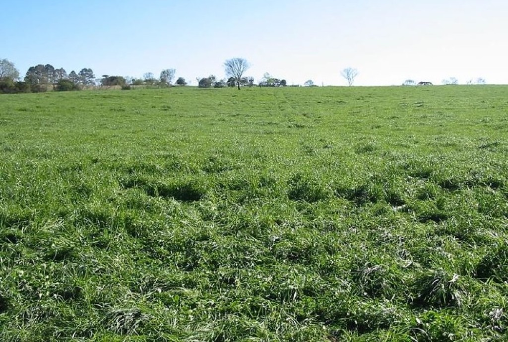 Controle de Invasoras em Pastagens Eleva Sequestro de Carbono e Sustentabilidade Agropecuária