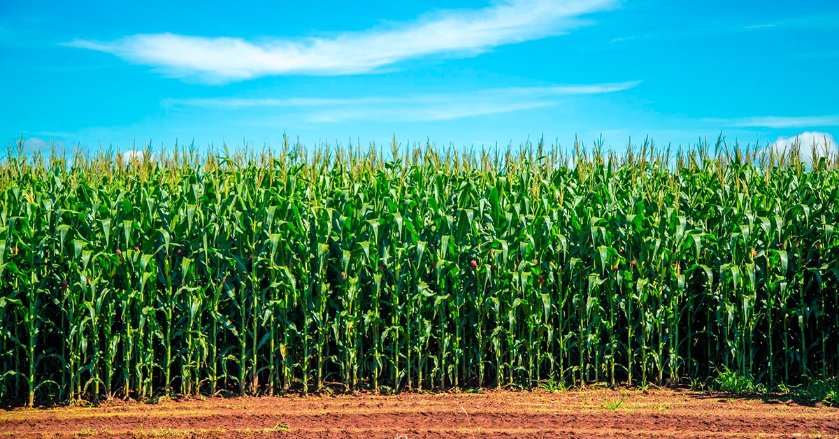 Nova fronteira agrícola de Minas Gerais: Política Estadual de Desenvolvimento Agrícola impulsiona a Região Central Mineira (Curvelo) com investimentos