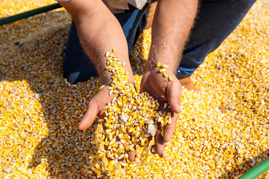 Milho em Mato Grosso: custo de produção atinge R$ 3.686,80/ha em 2026 com alta de fertilizantes e defensivos