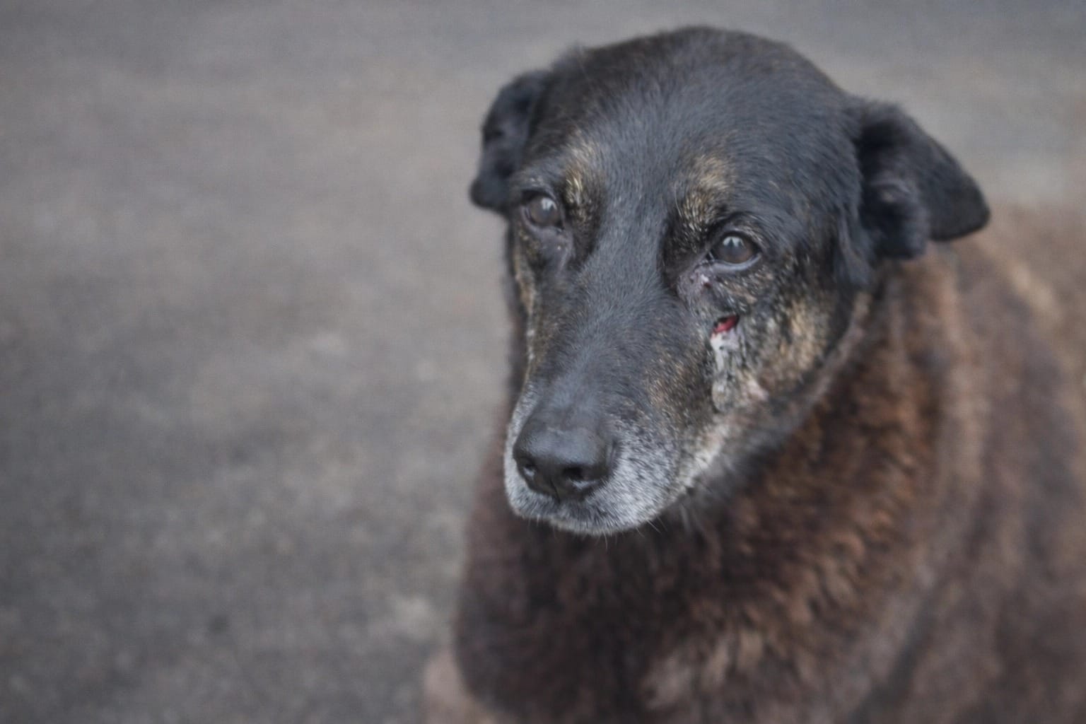 Justiça por Orelha: Lei Estadual de Proteção Animal é Sancionada após Caso Chocante em Santa Catarina