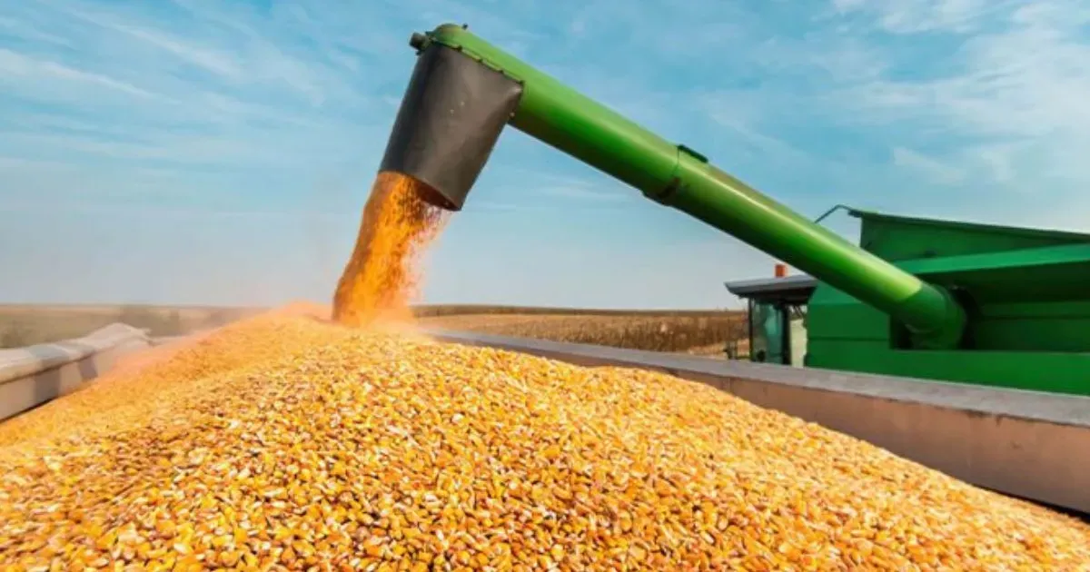 Milho: O Gigante da Agricultura Brasileira que Conquista o Mundo com Inovação e Sustentabilidade