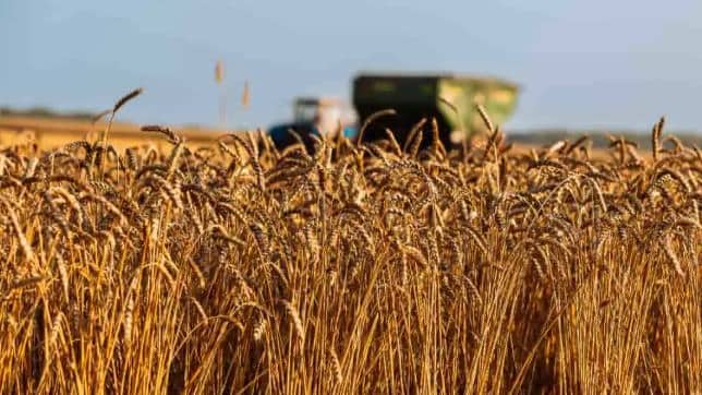 Brasil: Do Celeiro ao Supermercado Global — Como as Commodities Brasileiras Mantêm a Segurança Alimentar Mundial