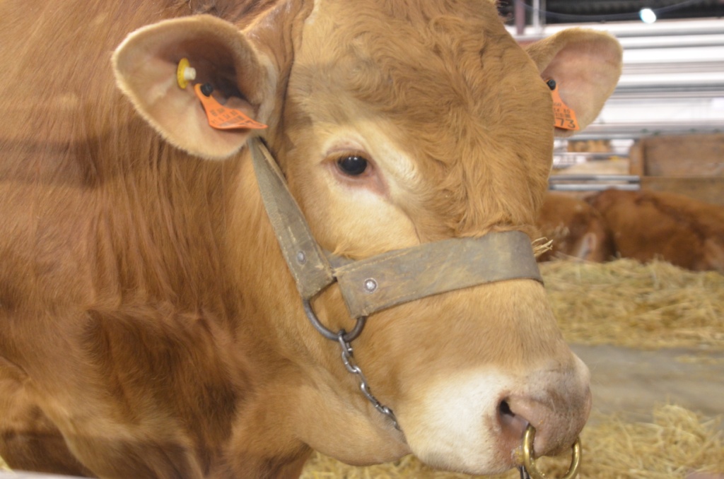 FIAPE Estremoz 38ª edição atrai mil animais: bovinos e ovinos em destaque na maior feira agropecuária