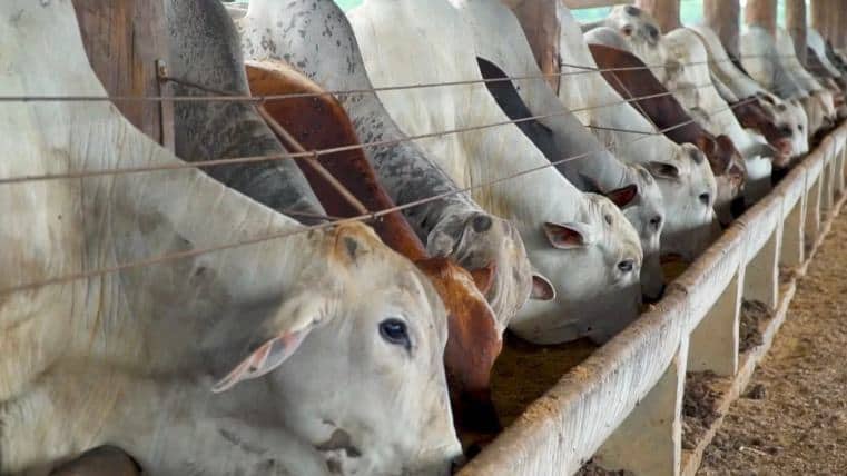 Mato Grosso lidera crescimento do abate de bovinos no 1º trimestre de 2026, segundo o IBGE