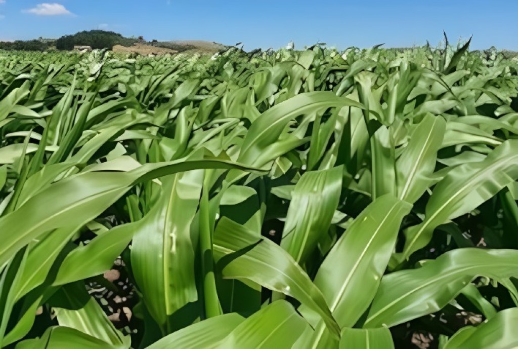 "Inovação da Elicit Plant Aumenta Produtividade do Milho em Meio às Mudanças Climáticas: Ganhos Econômicos Sustentáveis para Agricultores"