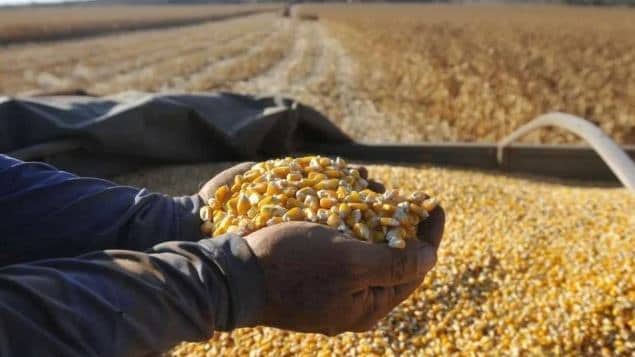 El Niño e a Nova Geografia da Produção de Grãos no Brasil: Riscos para Centro-Oeste e MATOPIBA