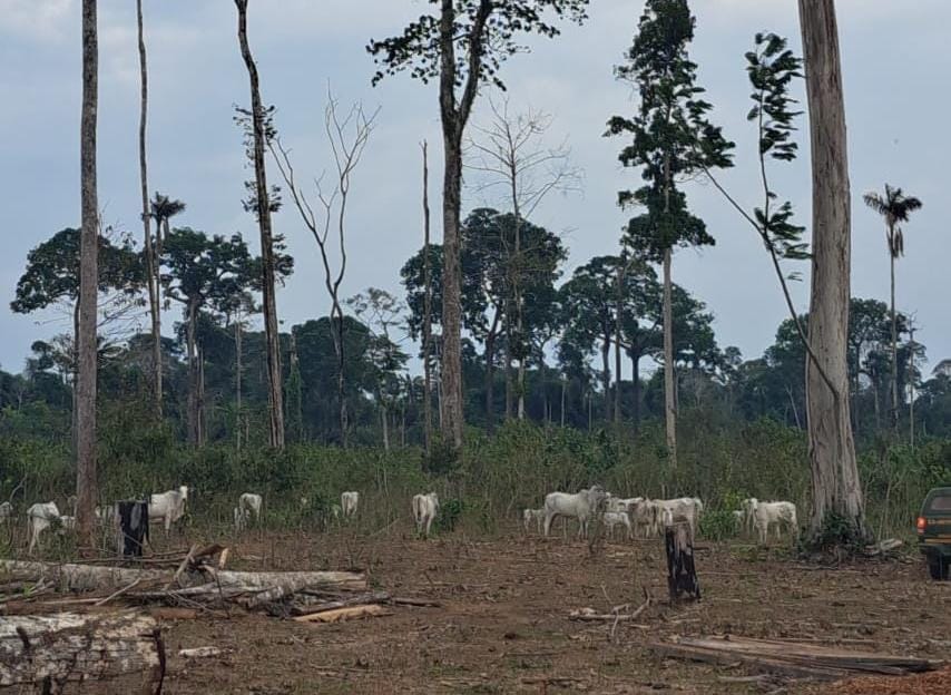 Impacto da Nova Lei de Licenciamento Ambiental no Desmatamento da Amazônia: Especialistas Alertam para Riscos à Biodiversidade e Clima