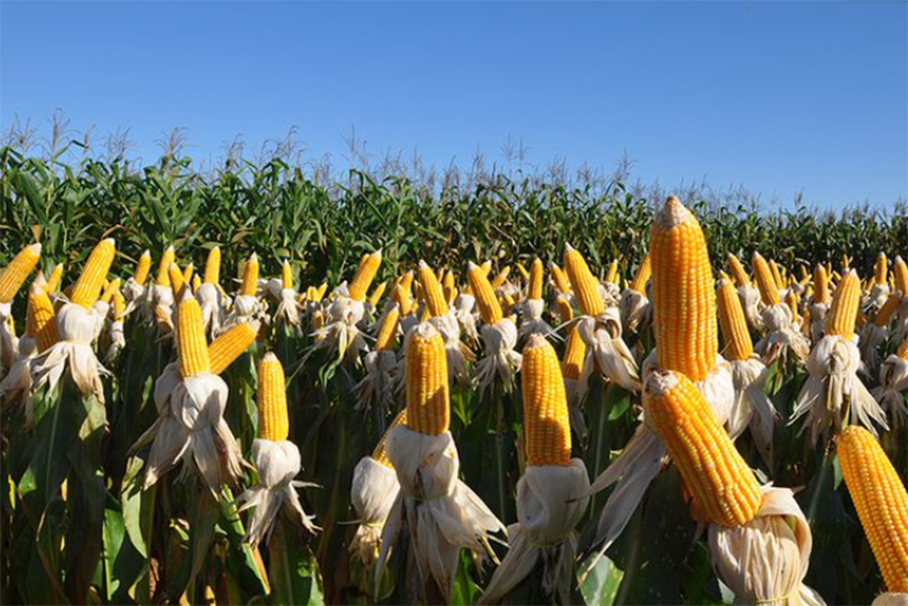 "Revolução Verde: Aumento nos Pedidos de Patentes de Biofertilizantes e Biodefensivos no Brasil"