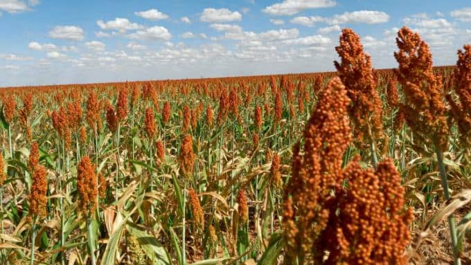Biofortificação de zinco no sorgo com FIND-IT: maior teor de zinco nas sementes e segurança alimentar global