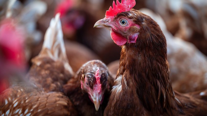 "Custos de Produção de Suínos e Frangos: Tendências e Impactos em 2025 Segundo a Embrapa"