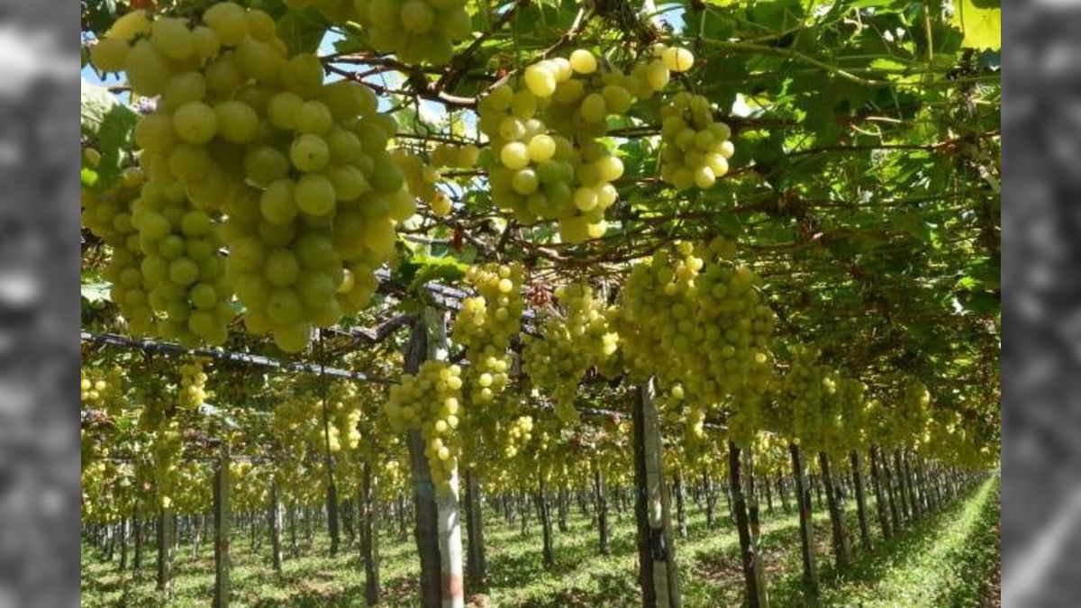 "Polo Mundial de Fruticultura Irrigada: Descubra o Agro e Turismo no Vale do São Francisco"