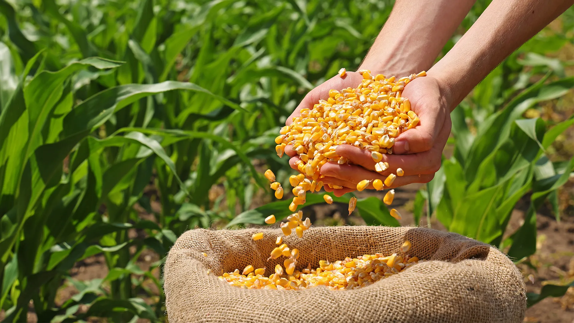 Mato Grosso bate recorde e produz 58,04 milhões de toneladas de milho na safra 2025/26