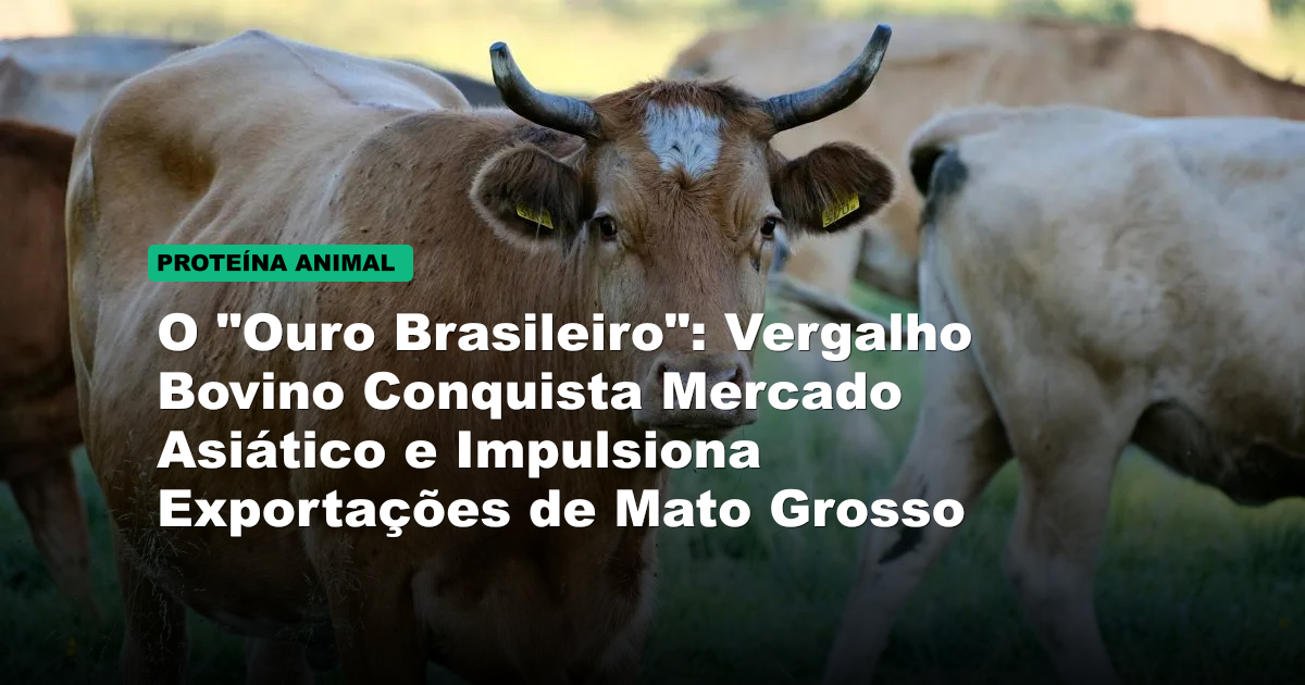 O "Ouro Brasileiro": Vergalho Bovino Conquista Mercado Asiático e Impulsiona Exportações de Mato Grosso