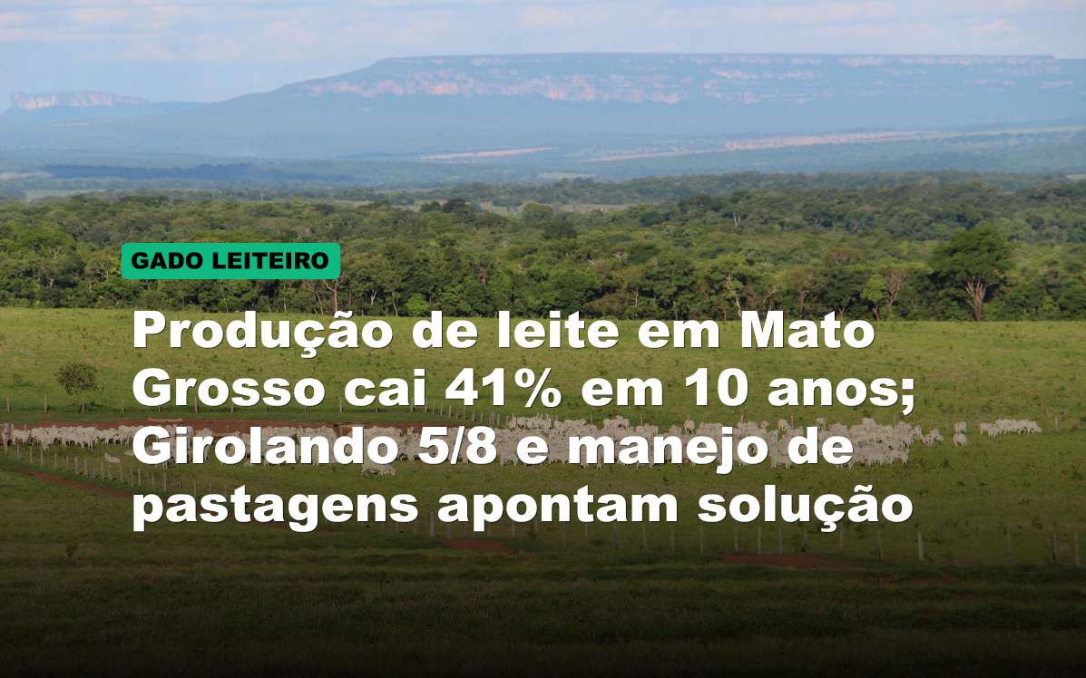 Produção de leite em Mato Grosso cai 41% em 10 anos; Girolando 5/8 e manejo de pastagens apontam solução