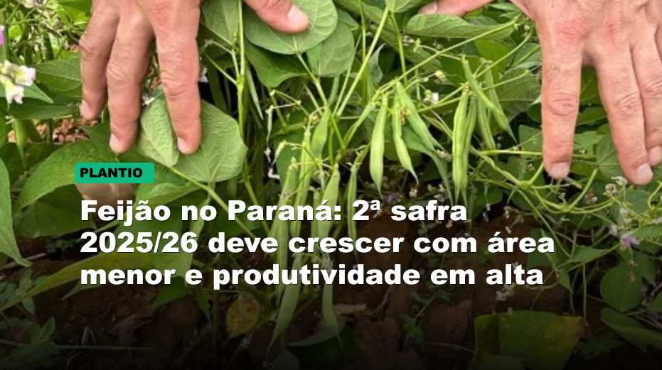 Feijão no Paraná: 2ª safra 2025/26 deve crescer com área menor e produtividade em alta