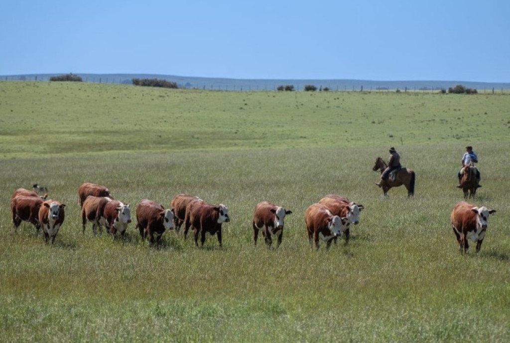 Avanços Genéticos e Manejo no Combate a Parasitos: Impactos na Pecuária e Fortalecimento do Limousin no Brasil