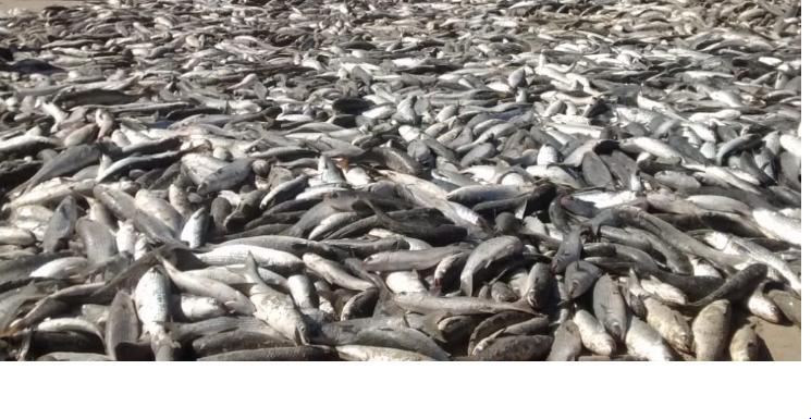 Safra da Tainha 2025 em Florianópolis: programação oficial, ranchos e cotas de pesca nas praias da ilha
