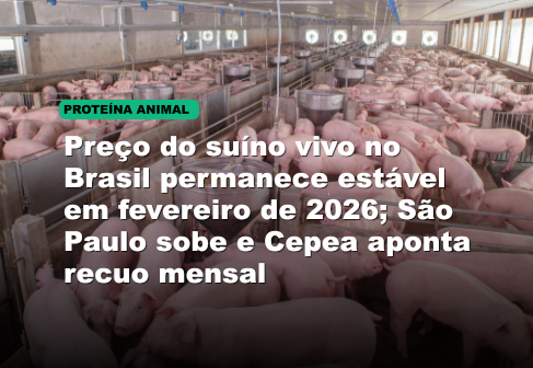 Preço do suíno vivo no Brasil permanece estável em fevereiro de 2026; São Paulo sobe e Cepea aponta recuo mensal
