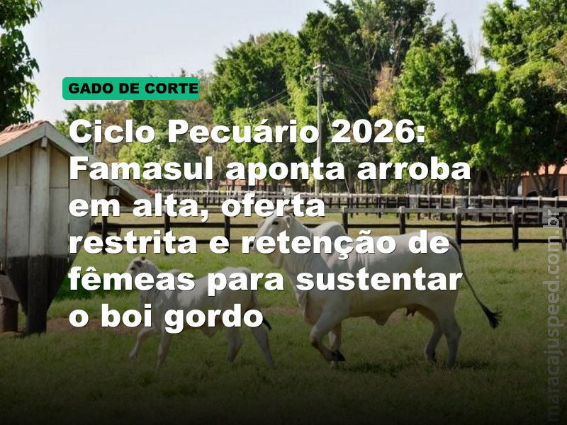Ciclo Pecuário 2026: Famasul aponta arroba em alta, oferta restrita e retenção de fêmeas para sustentar o boi gordo