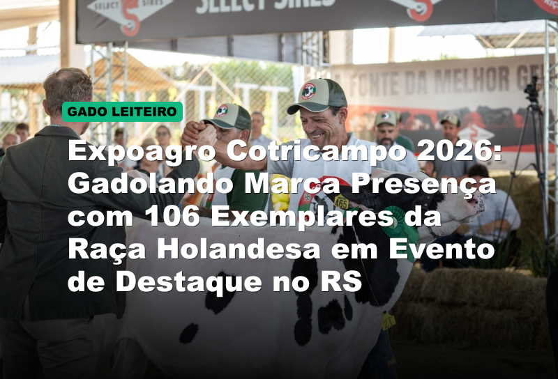 Expoagro Cotricampo 2026: Gadolando Marca Presença com 106 Exemplares da Raça Holandesa em Evento de Destaque no RS
