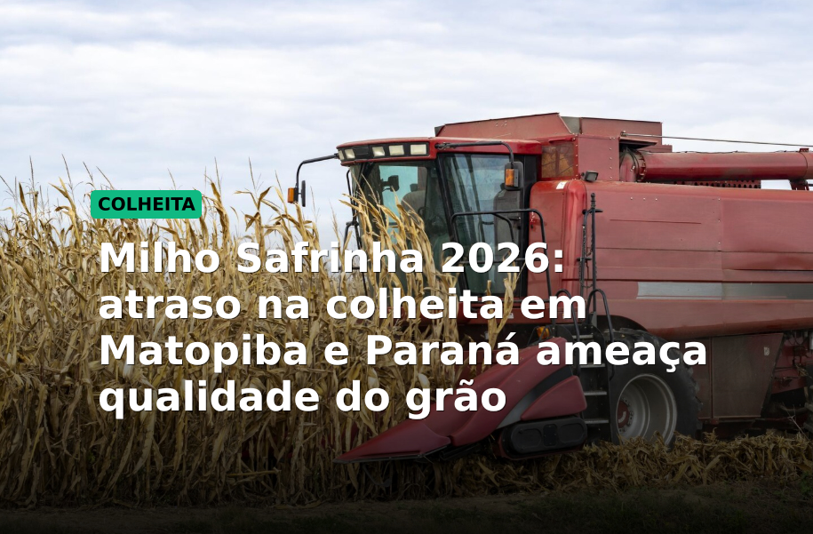 Milho Safrinha 2026: atraso na colheita em Matopiba e Paraná ameaça qualidade do grão